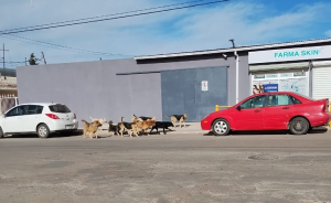 Atender&aacute; CMACC a perros callejeros