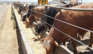 Anuncian apoyos emergentes para ganaderos de la regi&oacute;n