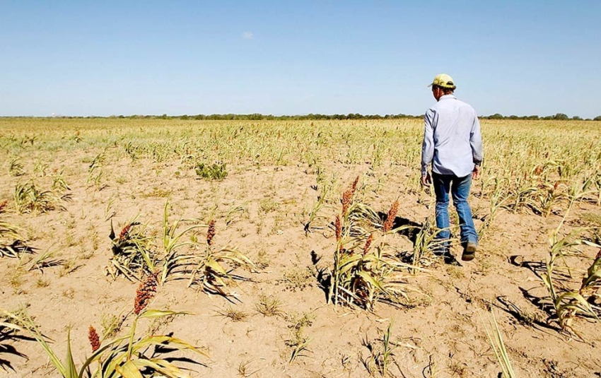Emiten convocatoria para cr&eacute;ditos agropecuarios
