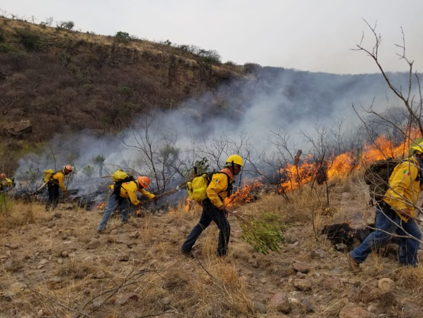 Conforman 150 brigadas para evitar incendios forestales