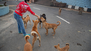 Pide poblaci&oacute;n buscar soluci&oacute;n a perros callejeros