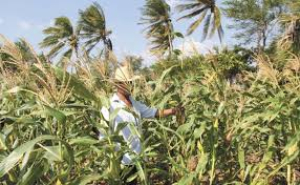 Daran apoyo a campesinos en la region de SDR