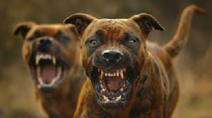 Perro ataca a ni&ntilde;o de 7 a&ntilde;os en la ciudadela