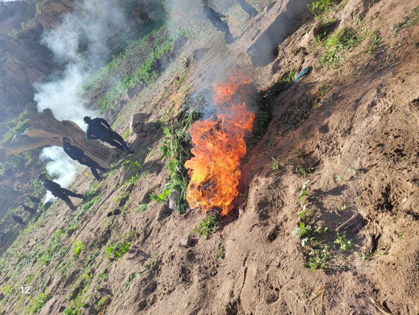 Destruyen cerca de 2 millones de plantas de marihuana en Namiquipa