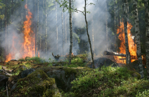 Combaten los primeros incendios forestales en la sierra tarahumara