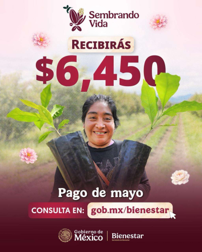 Anuncia Bienestar pago correspondiente del Programa Sembrando Vida