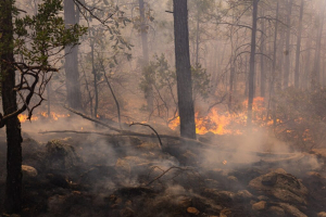 Controlan incendio forestal, pero 8 siguen activos