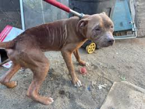 Denuncian por maltrato de un pitbull, piden justicia por castigo animal